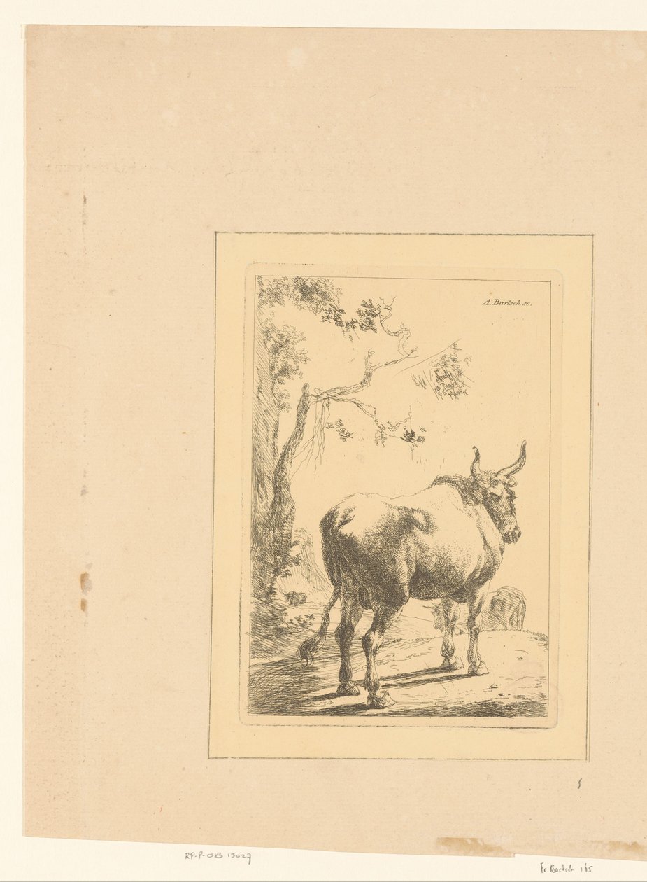Touro visto de trás de Adam von Bartsch