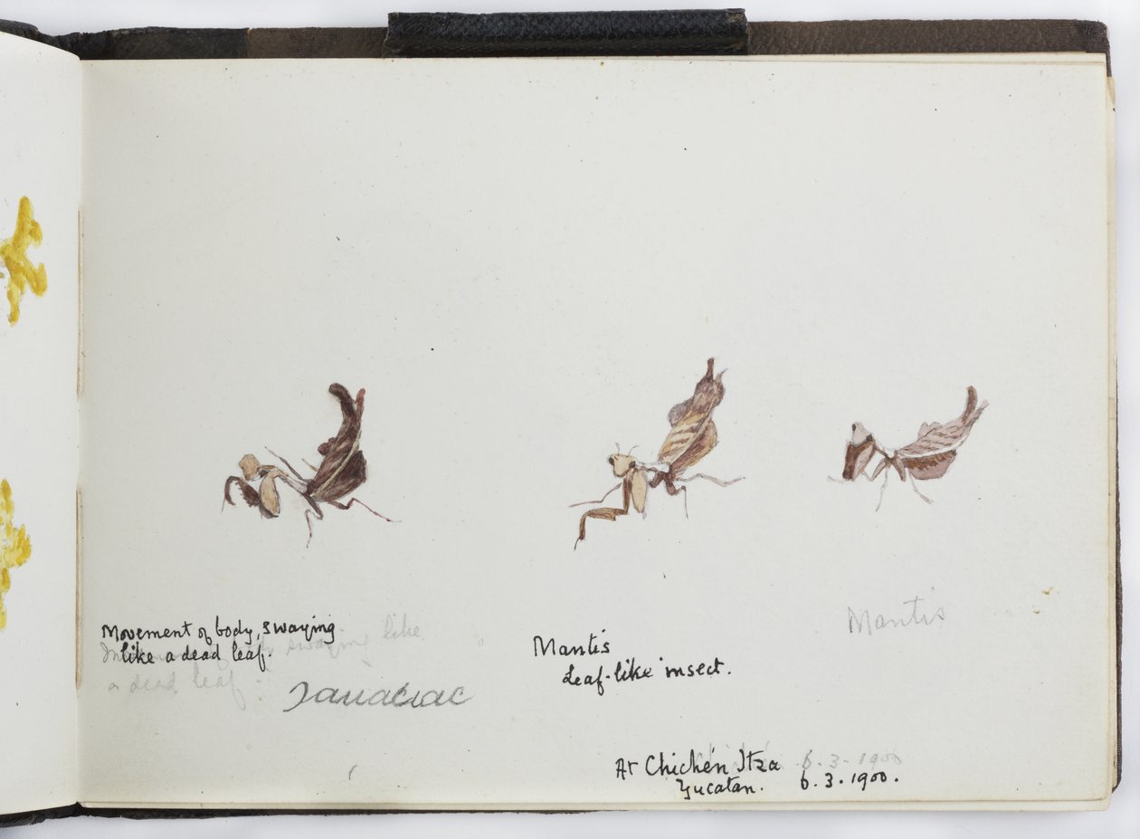 Caderno de Desenhos e Notas, América do Norte e do Sul (incluindo México) de Adela Breton
