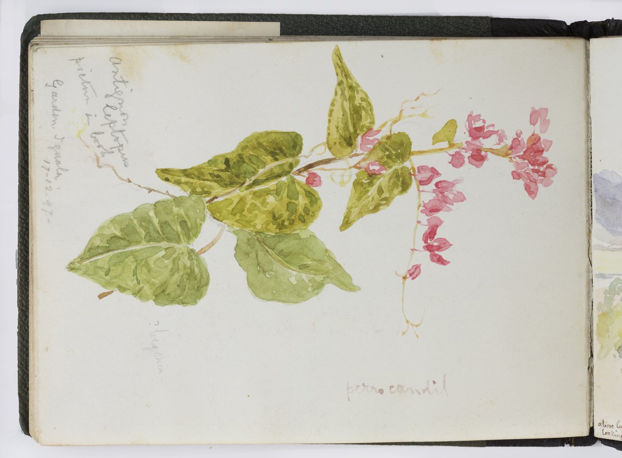 Caderno de desenhos de aquarelas, desenhos e notas, México,1896-1898 (aquarela) de Adela Breton