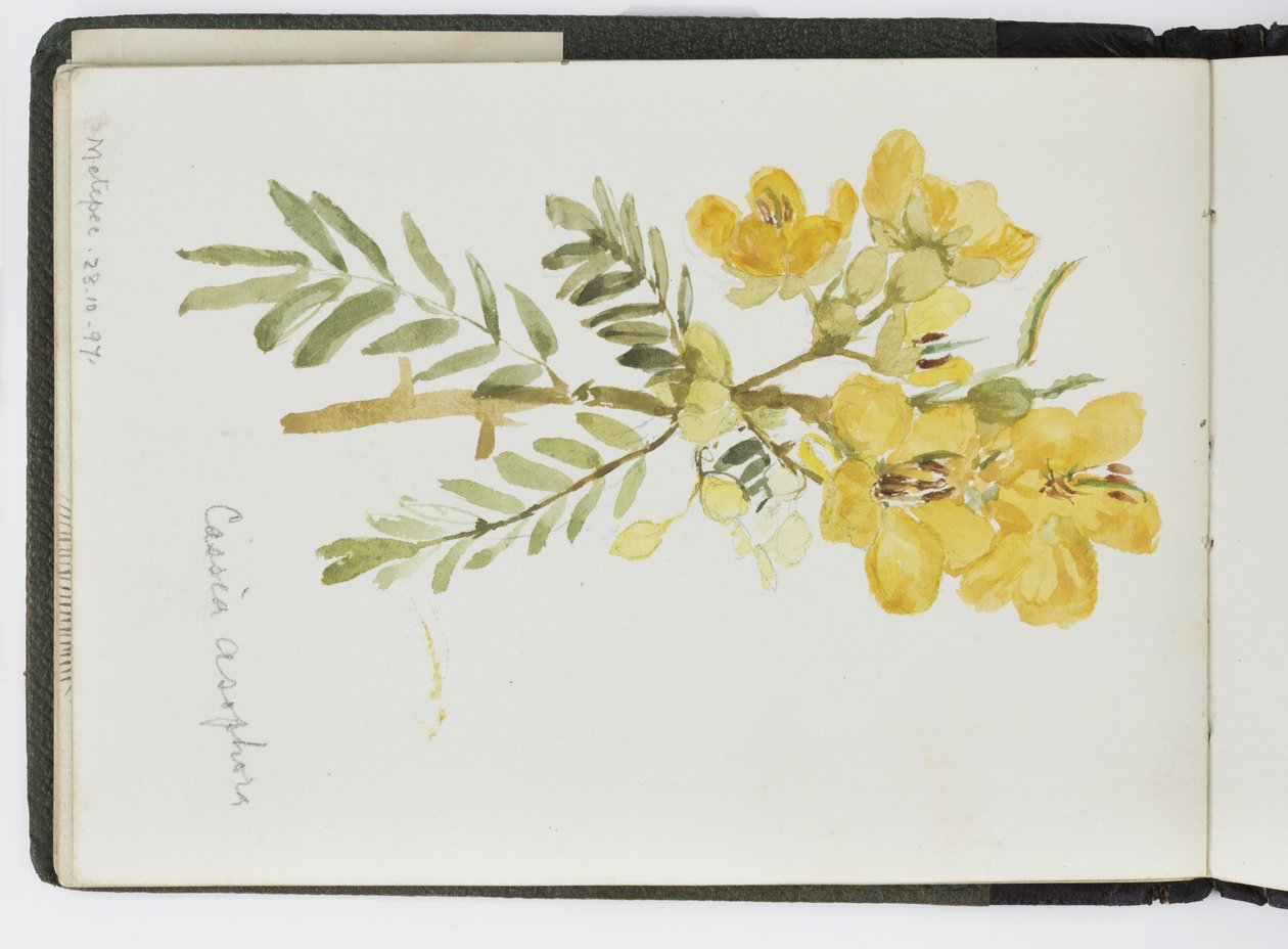 Caderno de desenhos de aquarelas, desenhos e notas, México,1896-1898 (aquarela) de Adela Breton