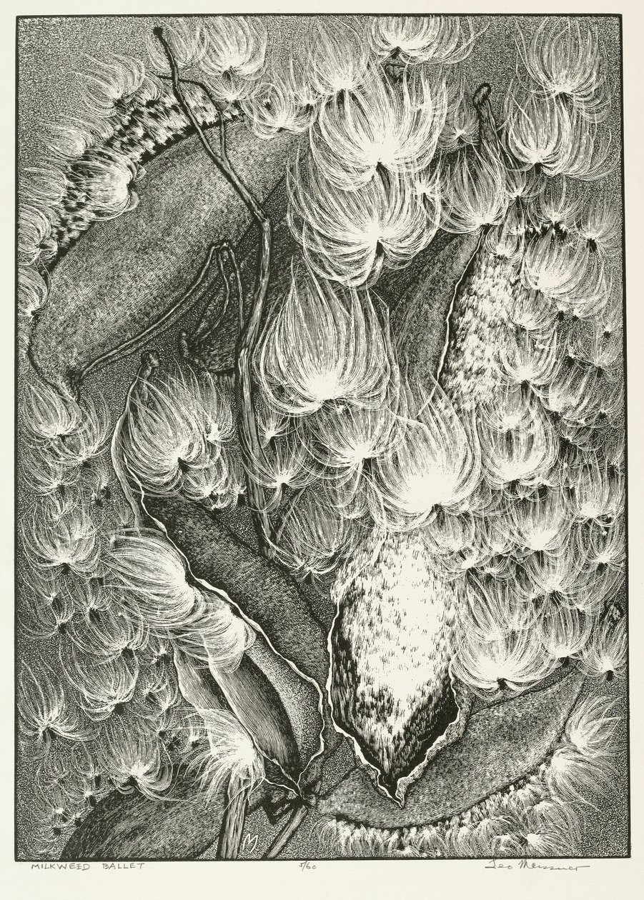Balé Milkweed de Adolf Ernst Meissner