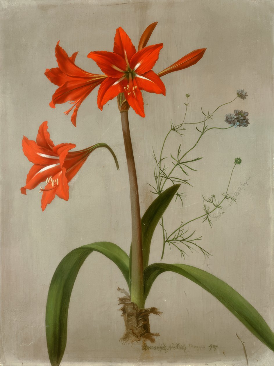 Amaryllis e Gilia | Adolf Senff | Impressão de arte