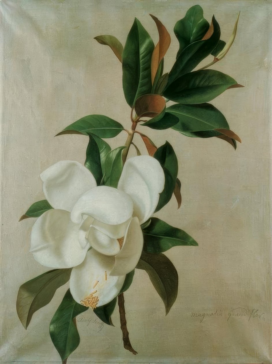 Magnolie de Adolf Senff