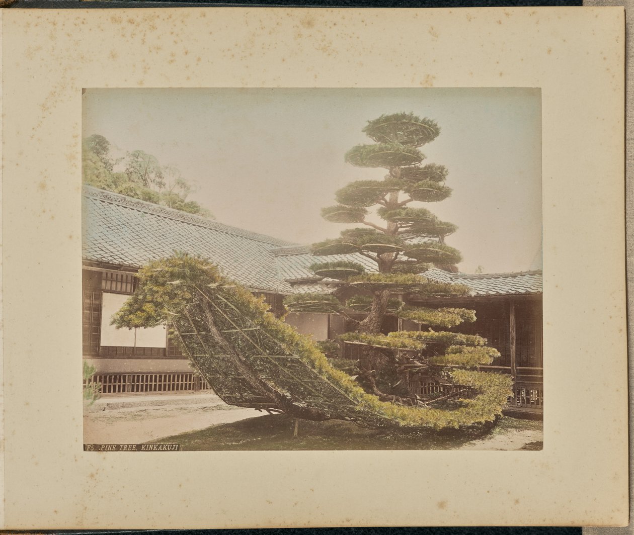 Pinheiro, Kinkakuji de Adolfo Farsari