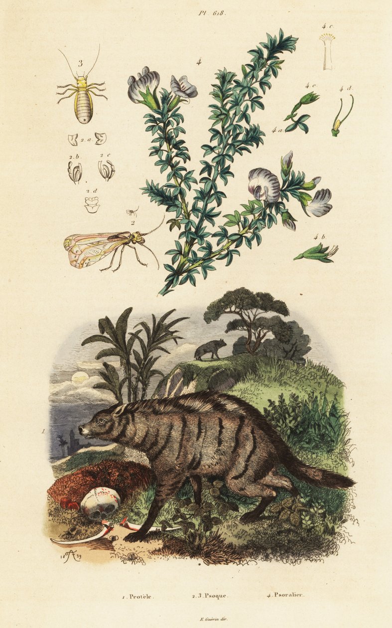 Aardwolf, ervilha e piolho árabe. de Adolph (after) Fries