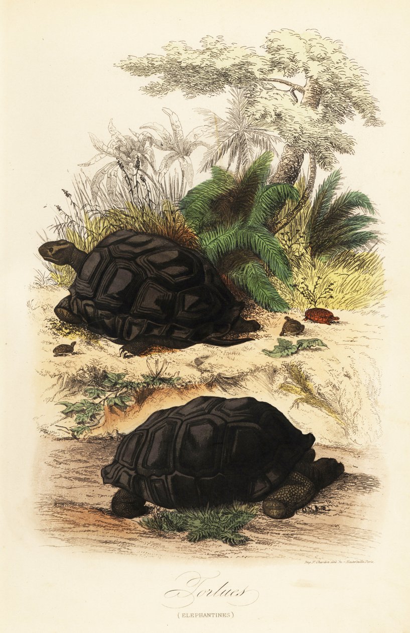 Tartaruga gigante de Aldabra, Aldabrachelys gigantea, vulnerável de Adolph (after) Fries