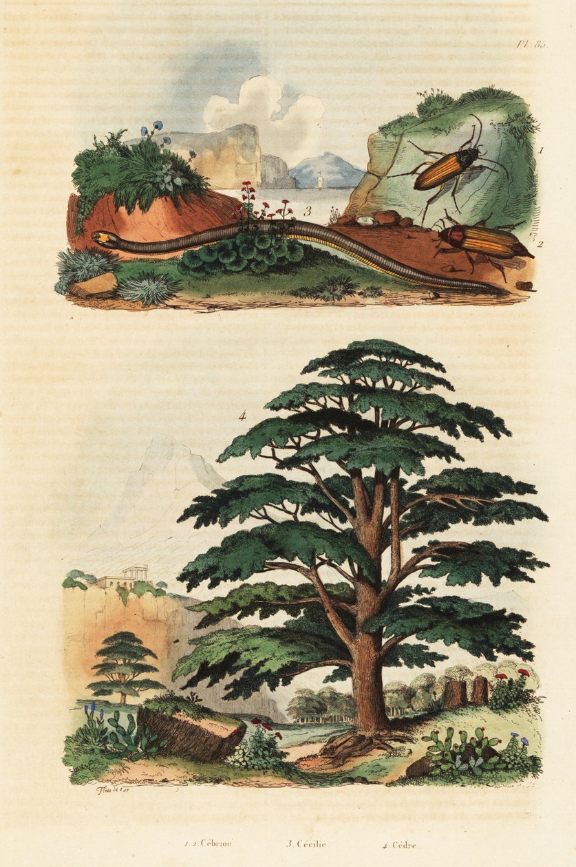 Cedro do Líbano, caeciliano de duas linhas e besouros de clique.,1834-1839 (gravura) de Adolph (after) Fries