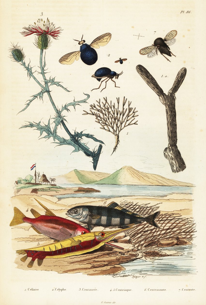 Knapweed, peixes e moscas de besouro.,1834-1839 (gravura) de Adolph (after) Fries