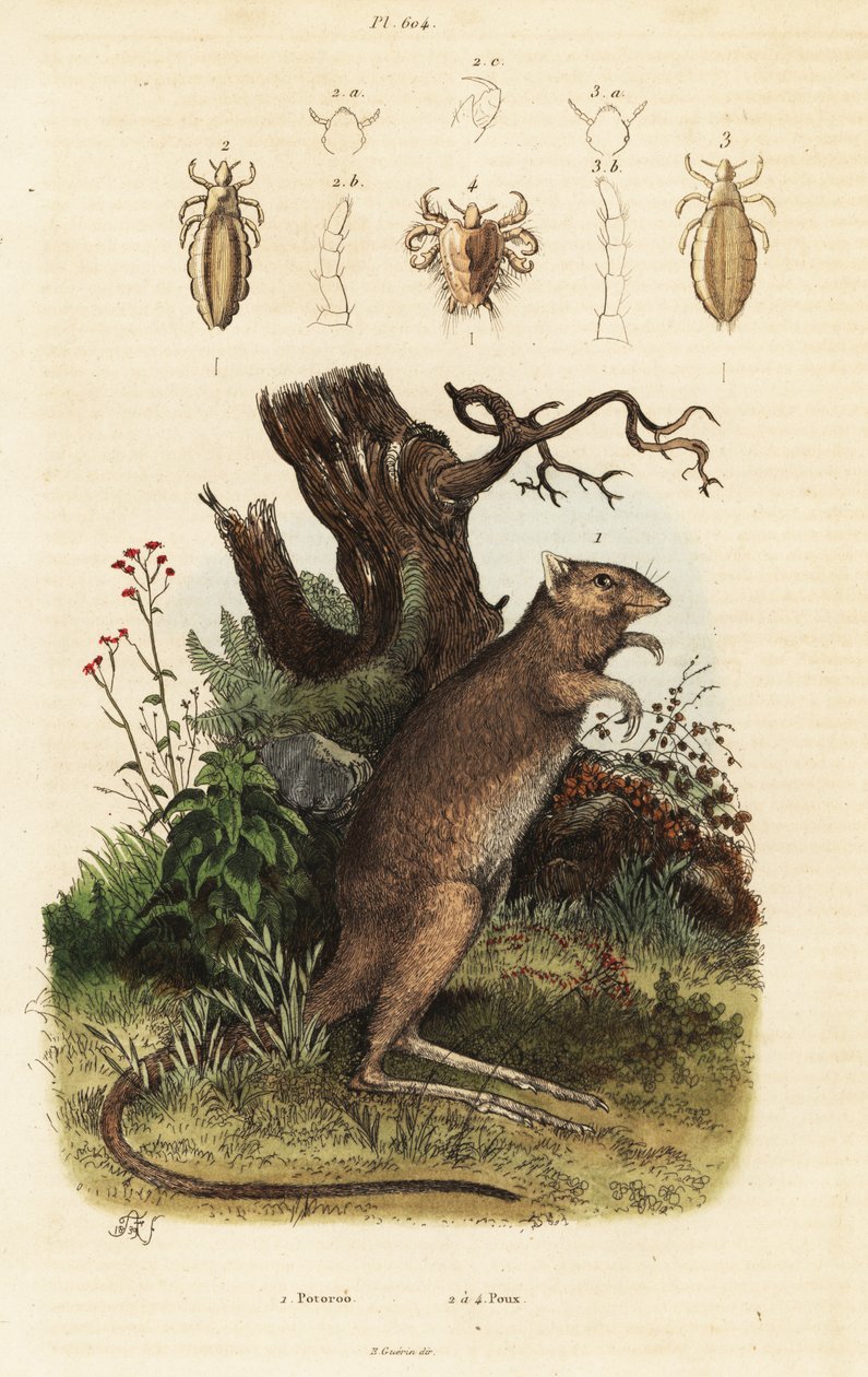 Espécies de potoroo de pés longos e piolhos. de Adolph (after) Fries