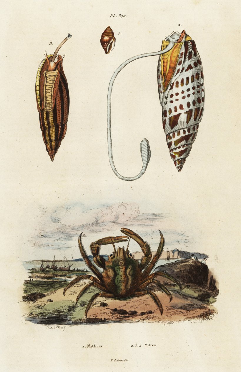 Mitre shells e caranguejo verde agarrado,1834-1839 (gravura) de Adolph (after) Fries