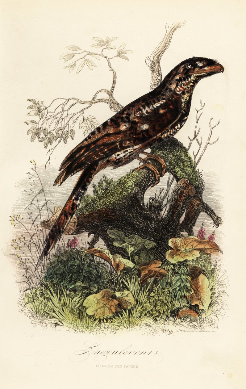 Boca de Papuan, Podargus papuensis de Adolph (after) Fries