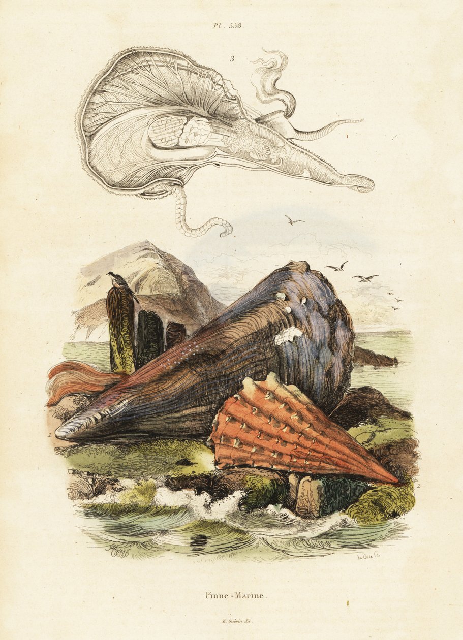 Conchas de caneta ou mexilhões de leque. ,1834-1839 (gravura) de Adolph (after) Fries