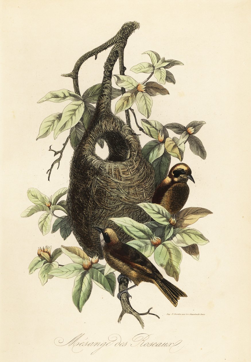 Penduline tit, Remiz pendulinus e ninho de saco de Adolph (after) Fries