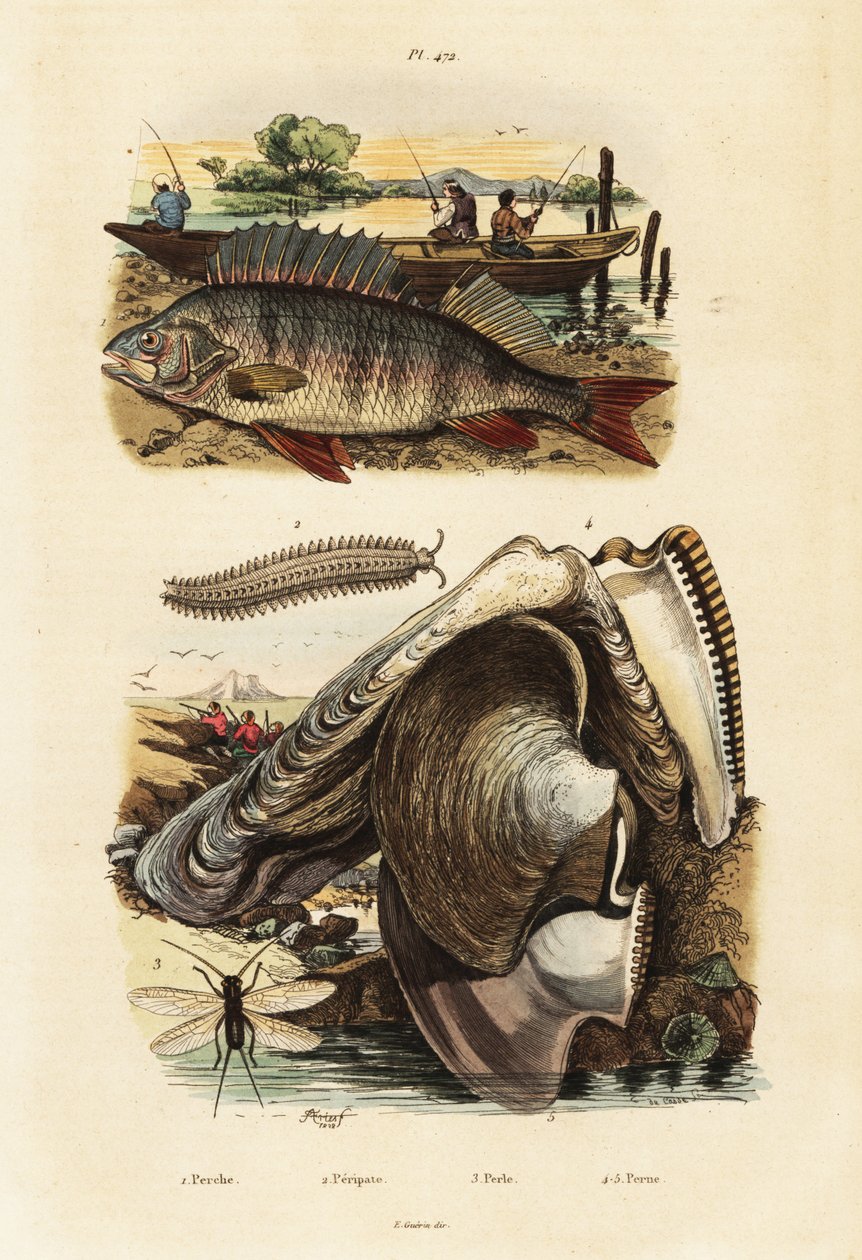 Perca, ostra-pérola, verme de veludo e rendas,1834-1839 (gravura) de Adolph (after) Fries