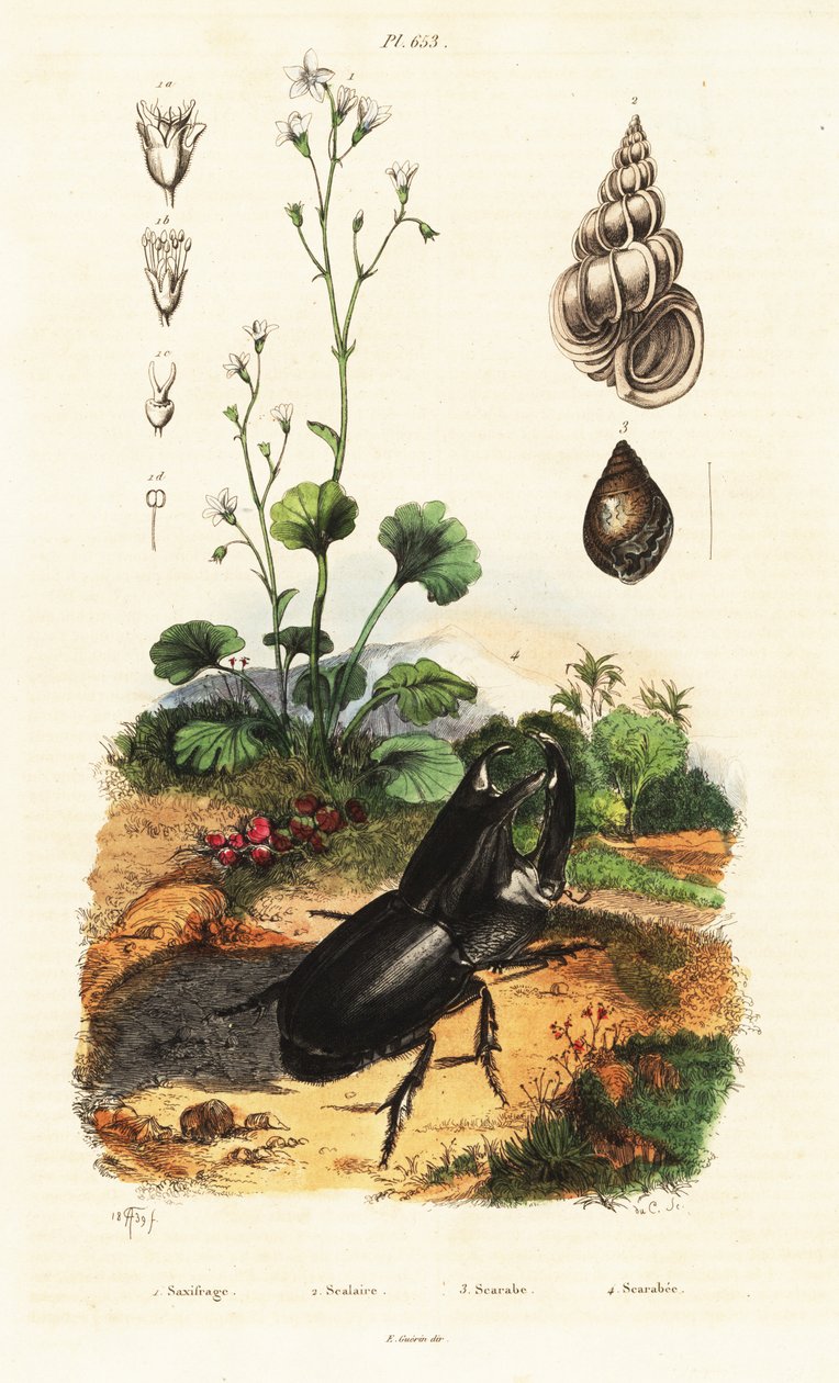 Besouro rinoceronte, caracol e saxifrage. de Adolph (after) Fries
