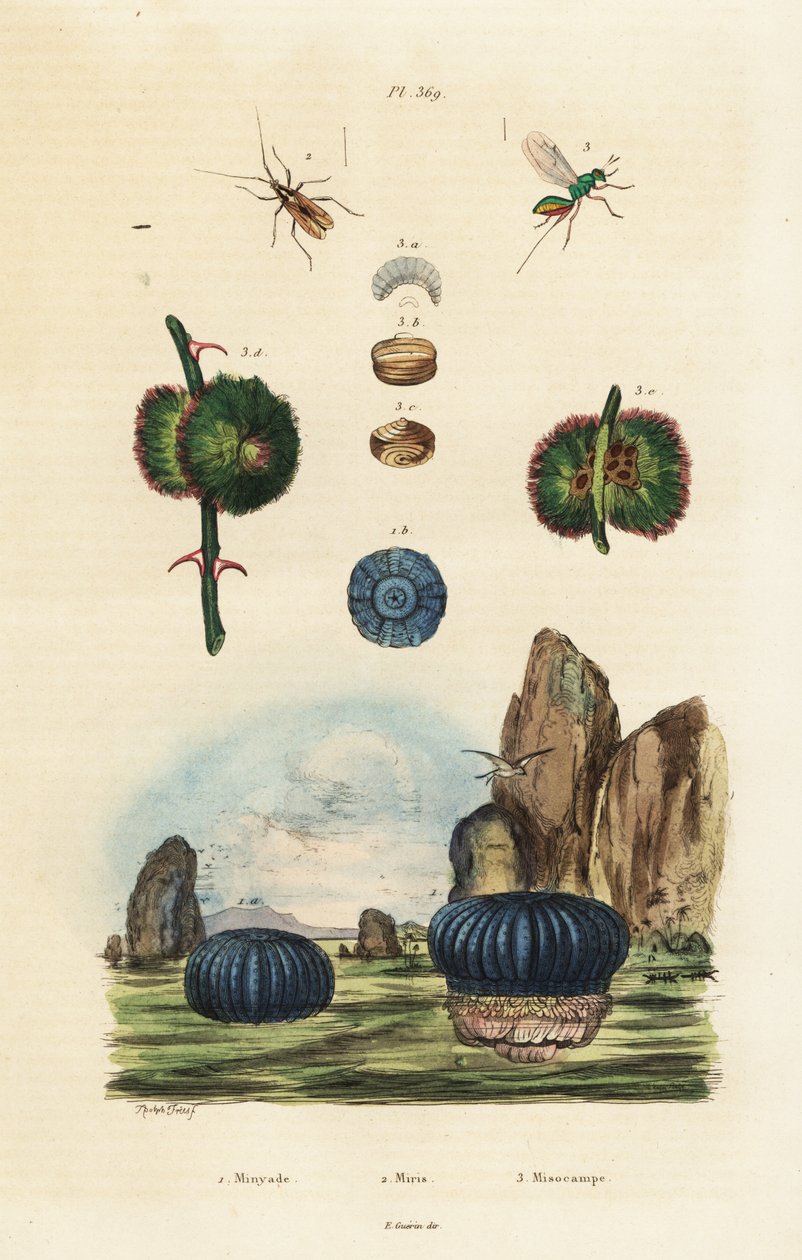 Anêmona do mar e insetos.,1834-1839 (gravura) de Adolph (after) Fries