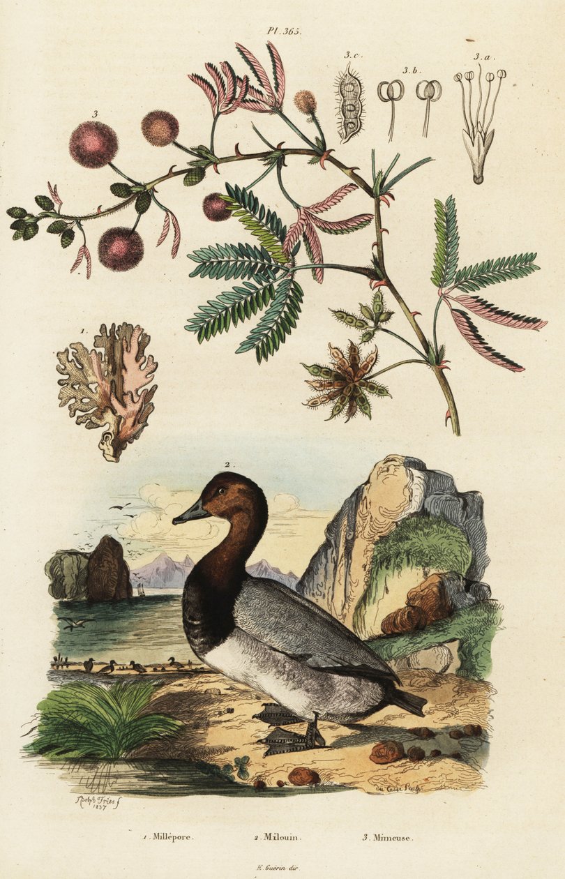 Gengibre do mar, pochard e planta sensível. ,1834-1839 (gravura) de Adolph (after) Fries