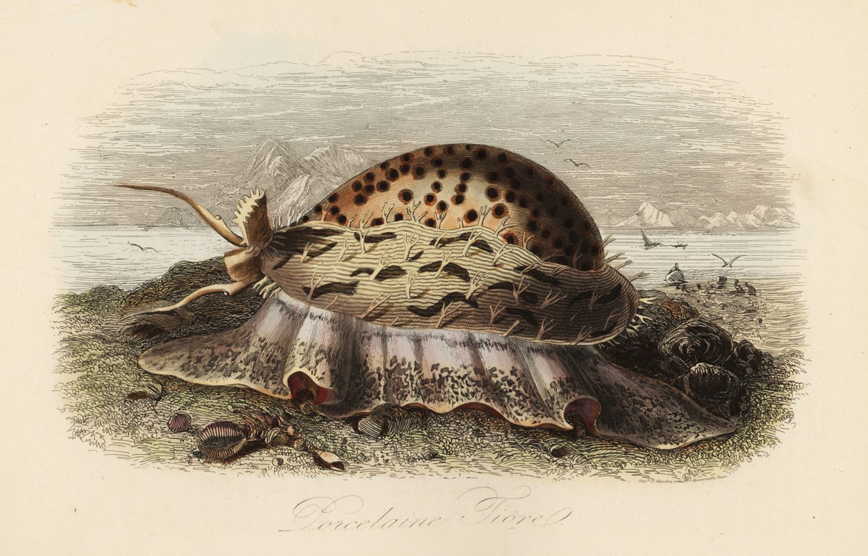 Cauri de tigre, Cypraea tigris de Adolph (after) Fries