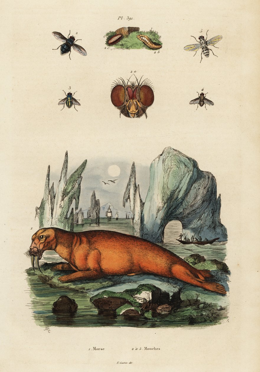 Morsas e moscas. ,1834-1839 (gravura) de Adolph (after) Fries