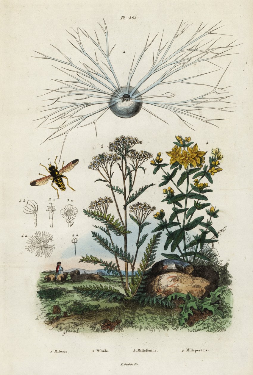 Yarrow, St Johns-wort, foraminifera e hoverfly,1834-1839 (gravura) de Adolph (after) Fries