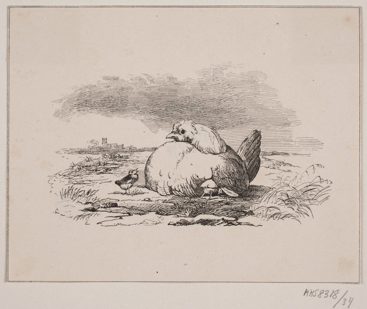 As galinhas de Johan Adolph Kittendorff