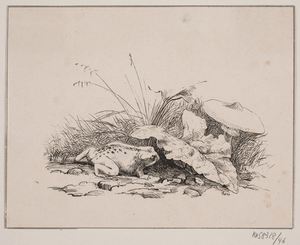 O sapo de Johan Adolph Kittendorff