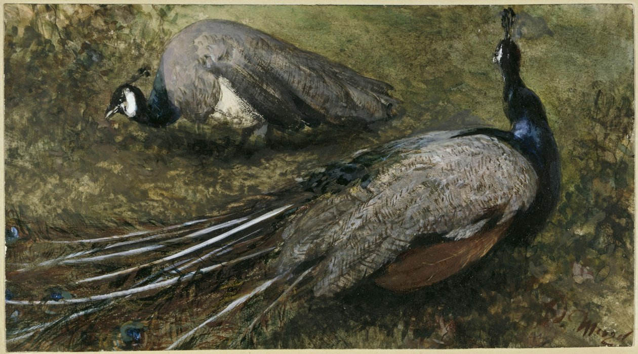 Os dois pavões. Do «Álbum Infantil» de Adolph Menzel