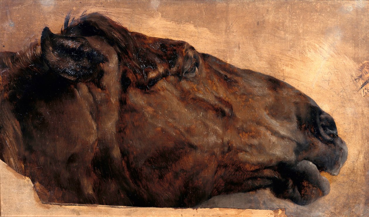 Estudo de um cavalo. Cabeça vista de perfil para a direita de Adolph Menzel