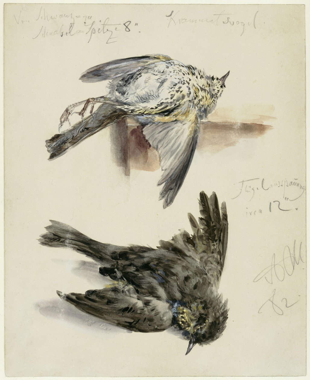 Pássaro-de-Krammet morto, visto de dois ângulos de Adolph Menzel