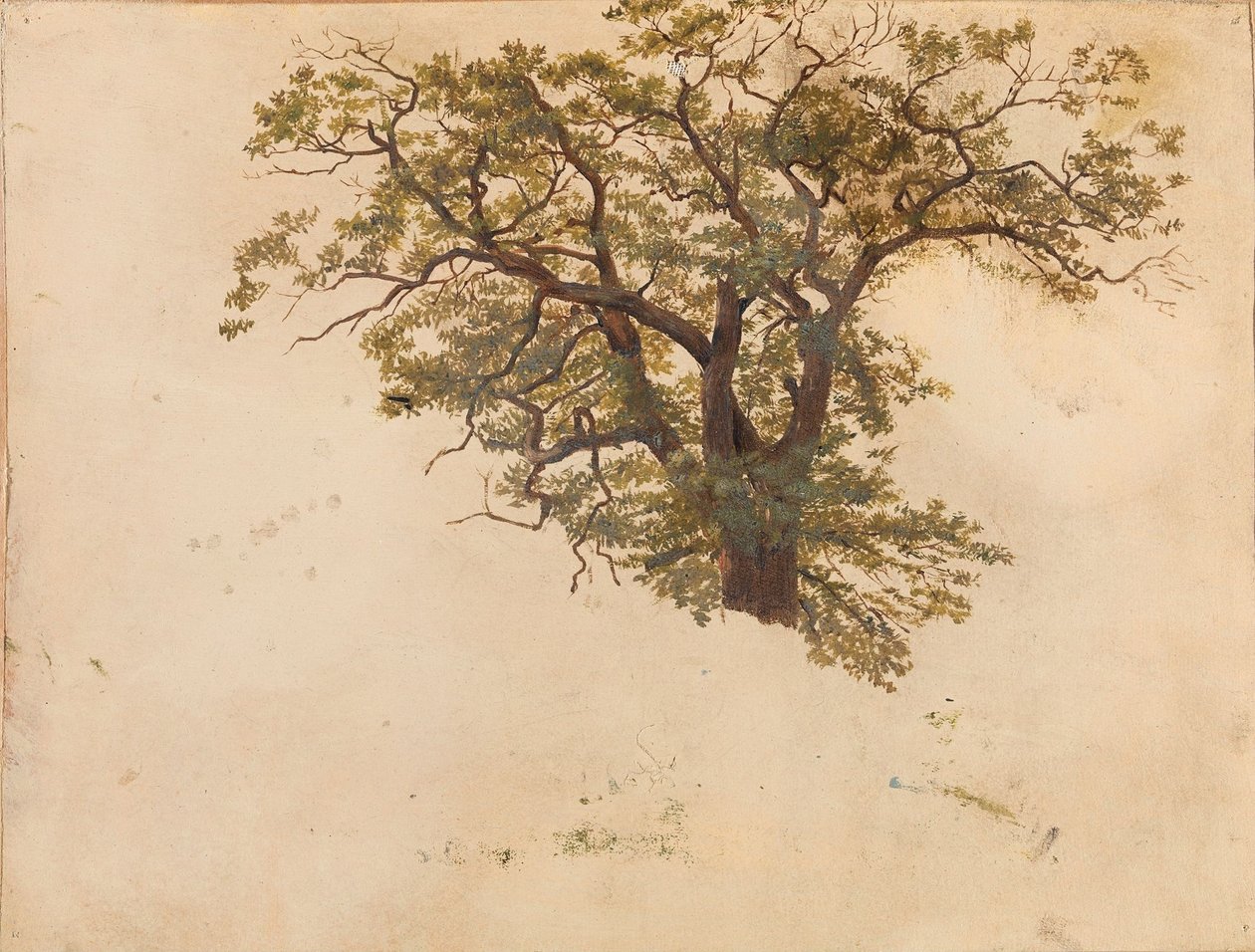 Estudo de um carvalho de Adolph Tidemand