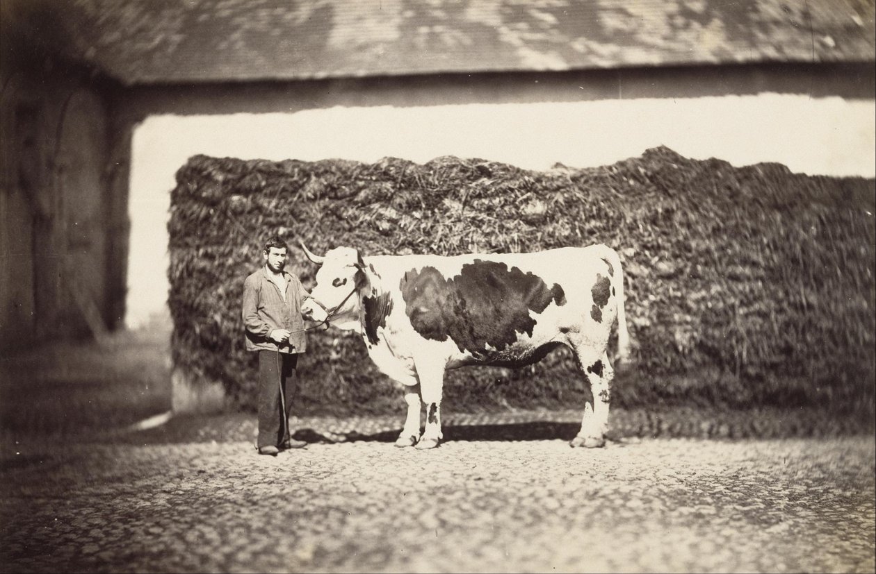 Prêmio Bull de Adolphe Braun