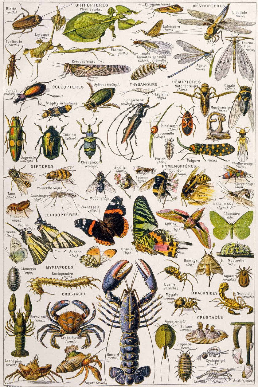 Ilustração de vários invertebrados c.1923 de Adolphe Philippe Millot