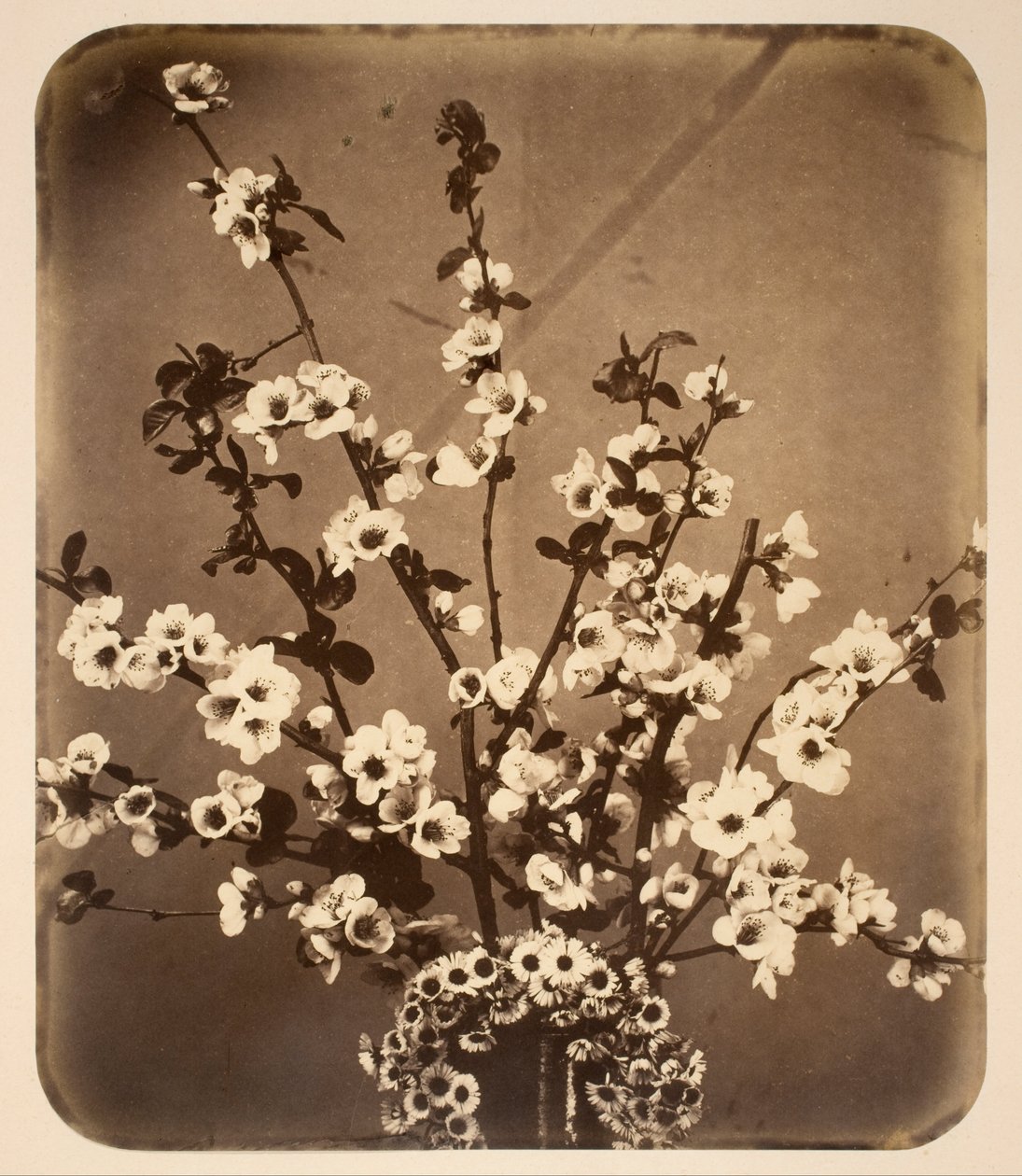 Natureza morta floral de Adolphe Braun