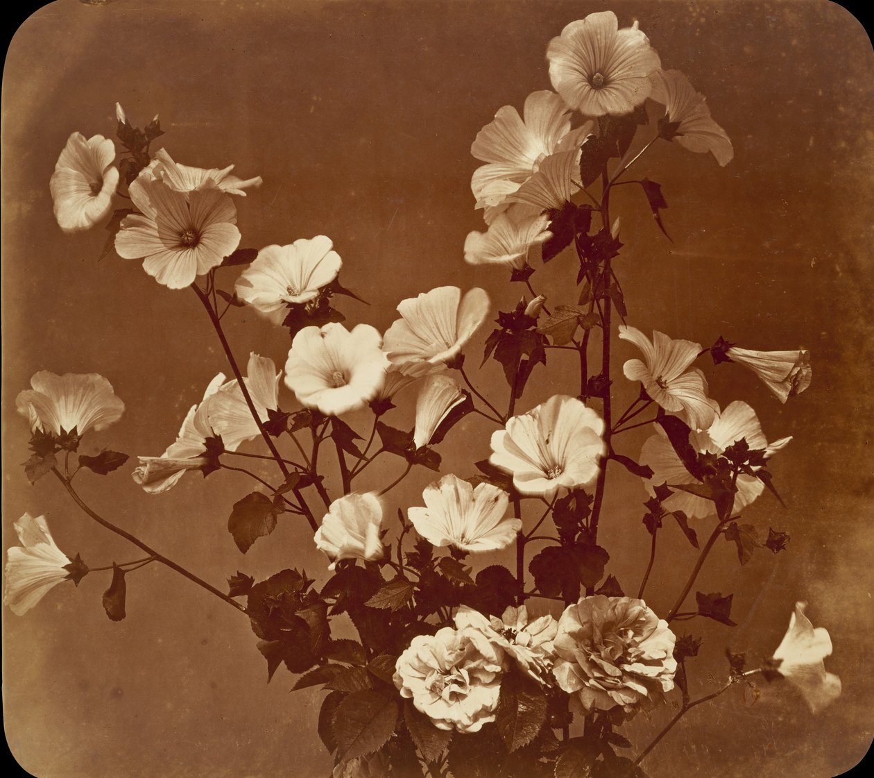 [Estudo de Flores, Rosa de Saron], c. 1854. de Adolphe Braun