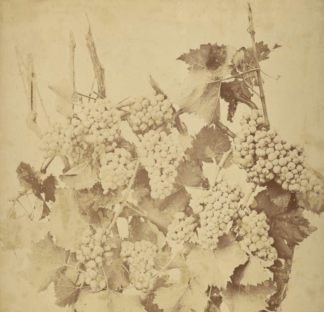 [Uvas] de Adolphe Braun