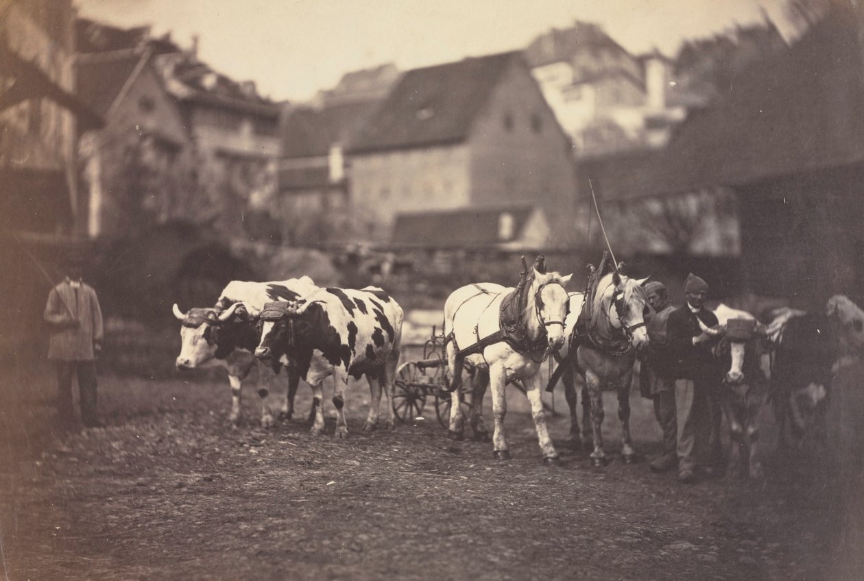 Animais de fazenda sem título, década de 1850. de Adolphe Braun