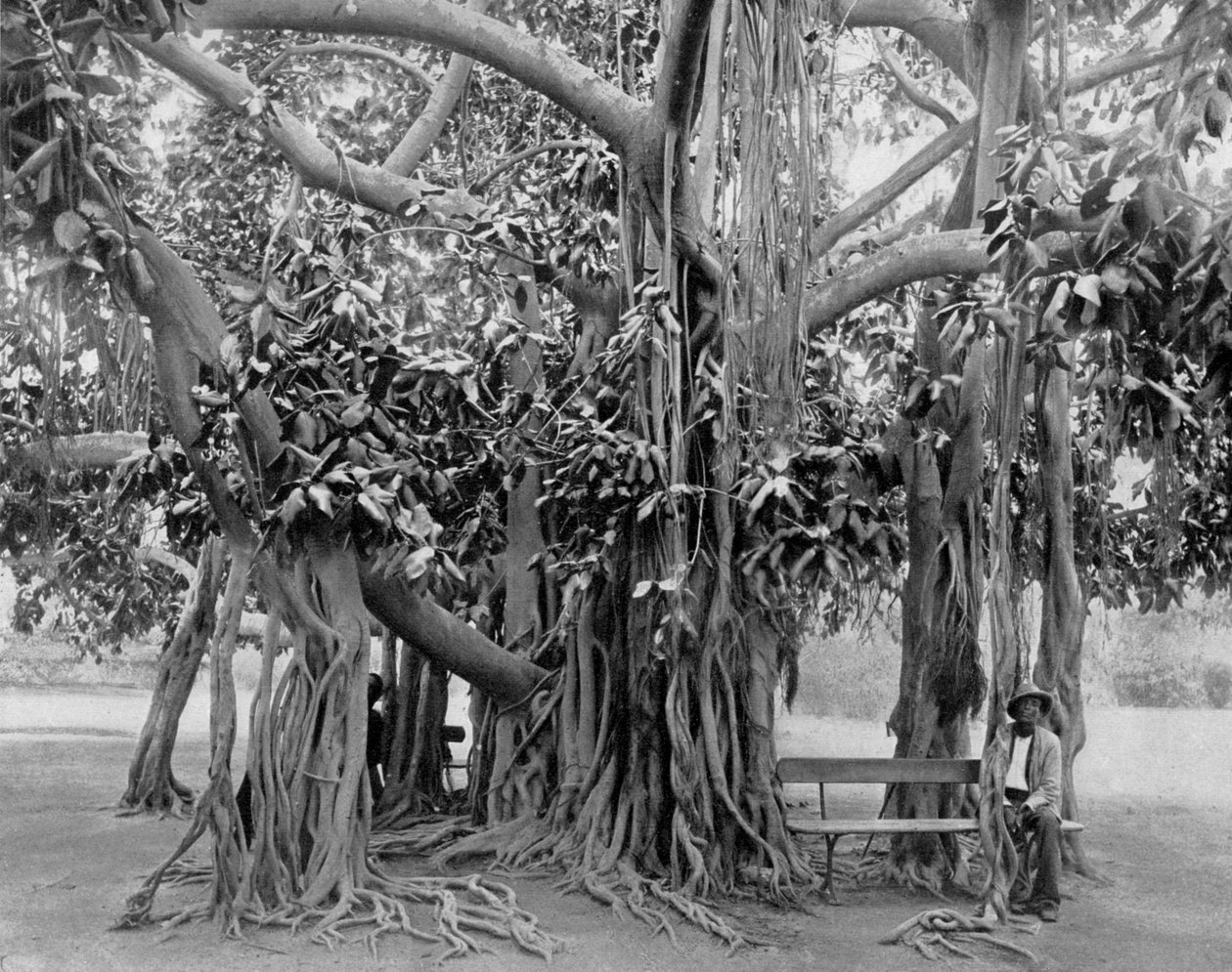 Árvore de Banyan, Kingston Park, Jamaica, c1905. de Adolphe Duperly and Son