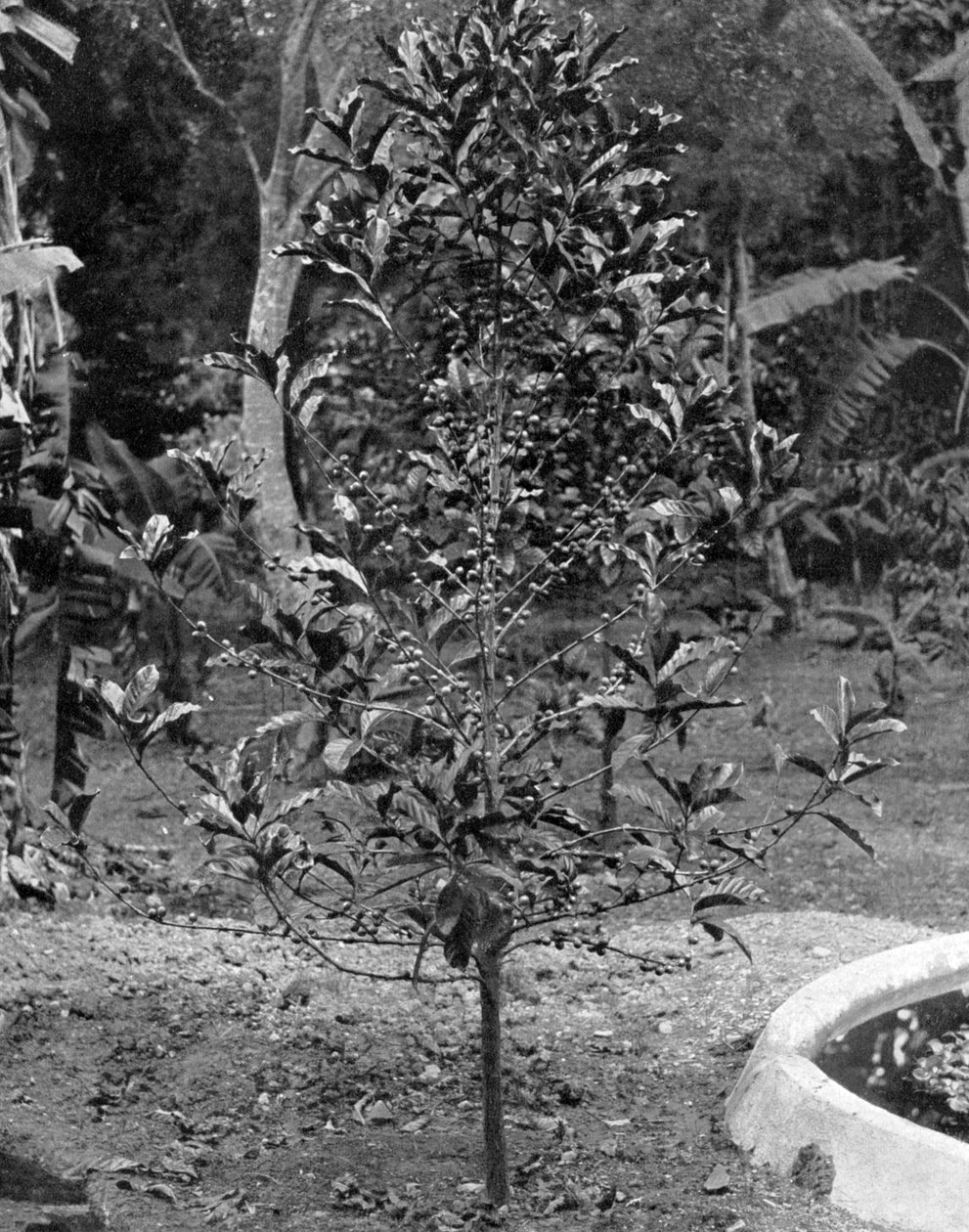 Árvore do café, Jamaica, c1905. de Adolphe Duperly and Son