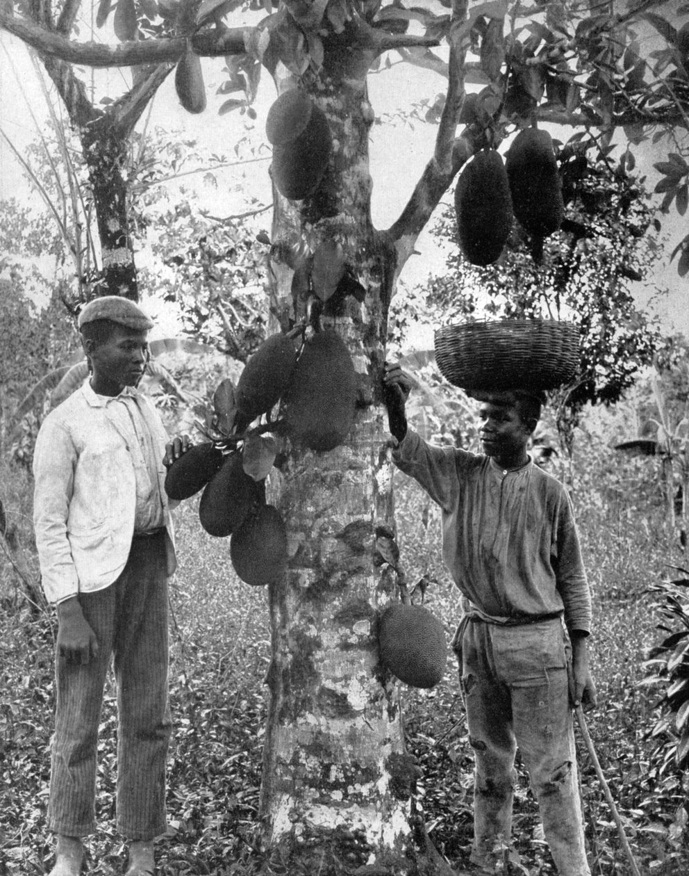 Jaca, Jamaica, c1905. de Adolphe Duperly and Son