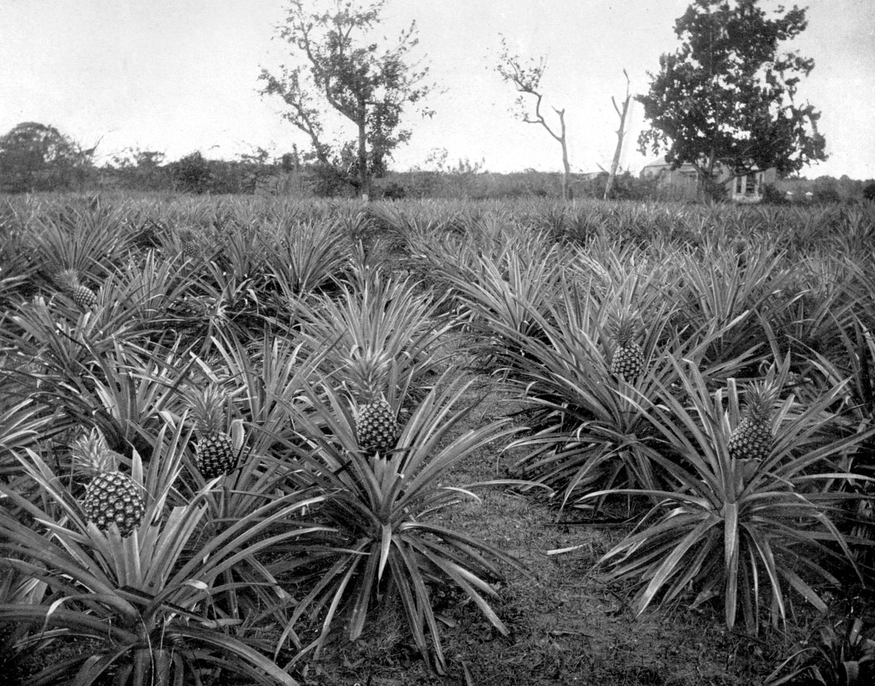 Pineapple Grove, Jamaica, c1905. de Adolphe Duperly and Son