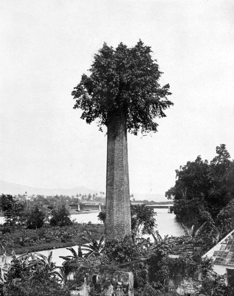 Árvore que cresce para fora a chaminé velha da propriedade do açúcar, Jamaica, c1905. de Adolphe Duperly and Son