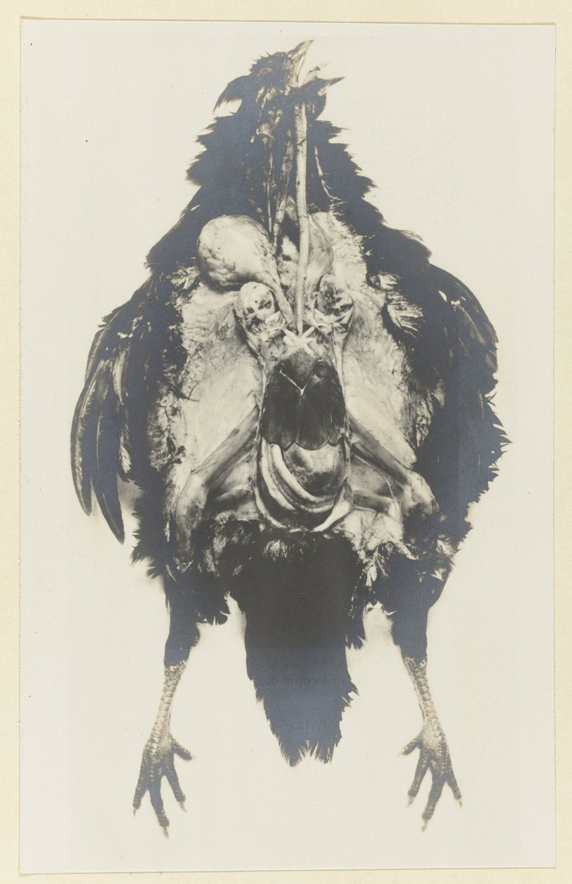 Anatomia de uma galinha
Anatomia de uma galinha de Adolphe Louis Donnadieu