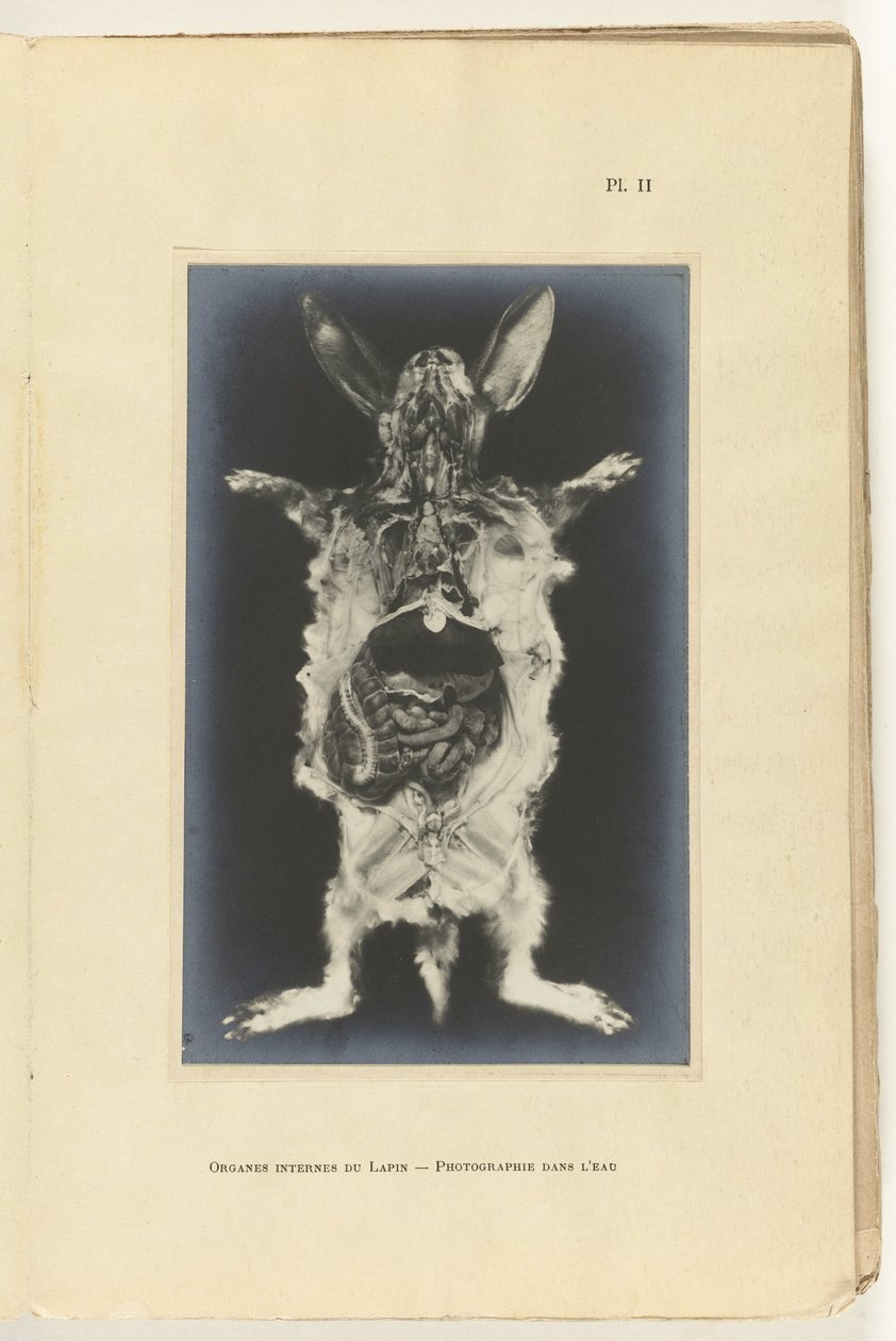 Coelho aberto com os órgãos visíveis Organes internes du lapin -Photography dans l