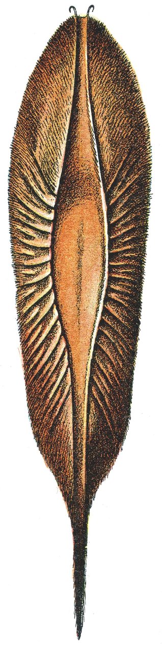 Caixa de Ovo de uma Quimera de Adolphe Philippe Millot