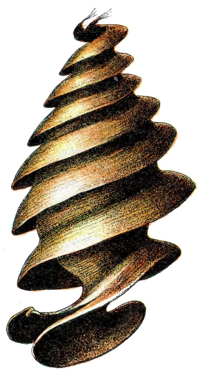 Caso de ovo de um tubarão Horn (Heterodontus francisci) 1923, de Adolphe Philippe Millot