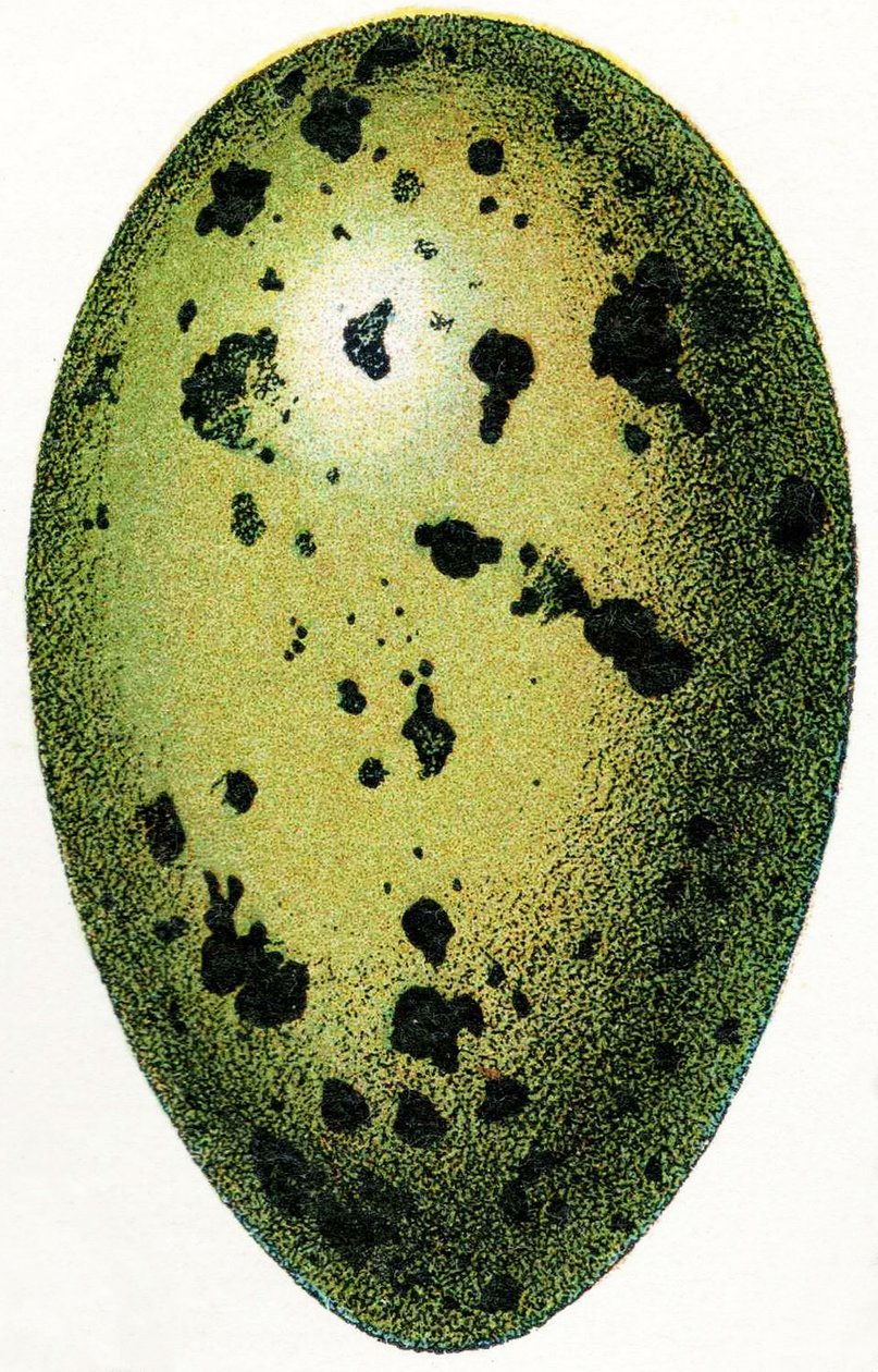 Ovo de um Loon comum, 1923 de Adolphe Philippe Millot