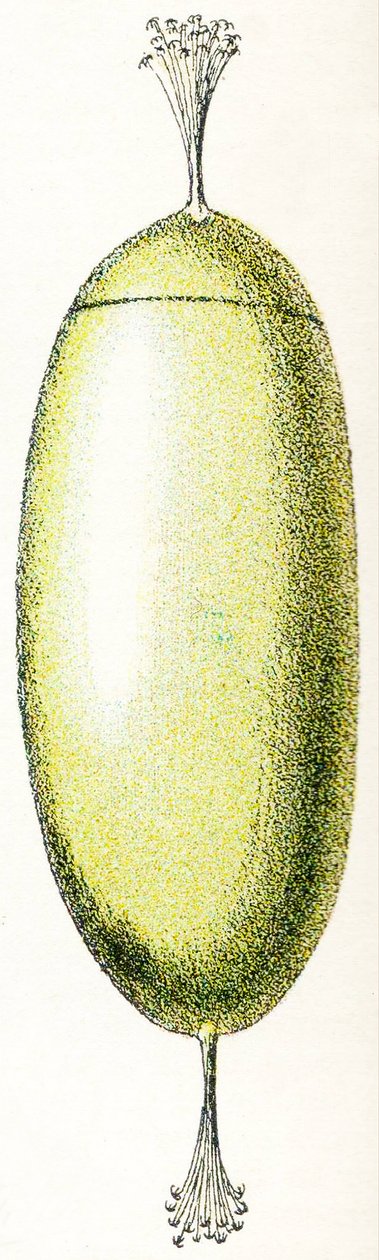 Ovo de uma Lampreia, 1923 de Adolphe Philippe Millot