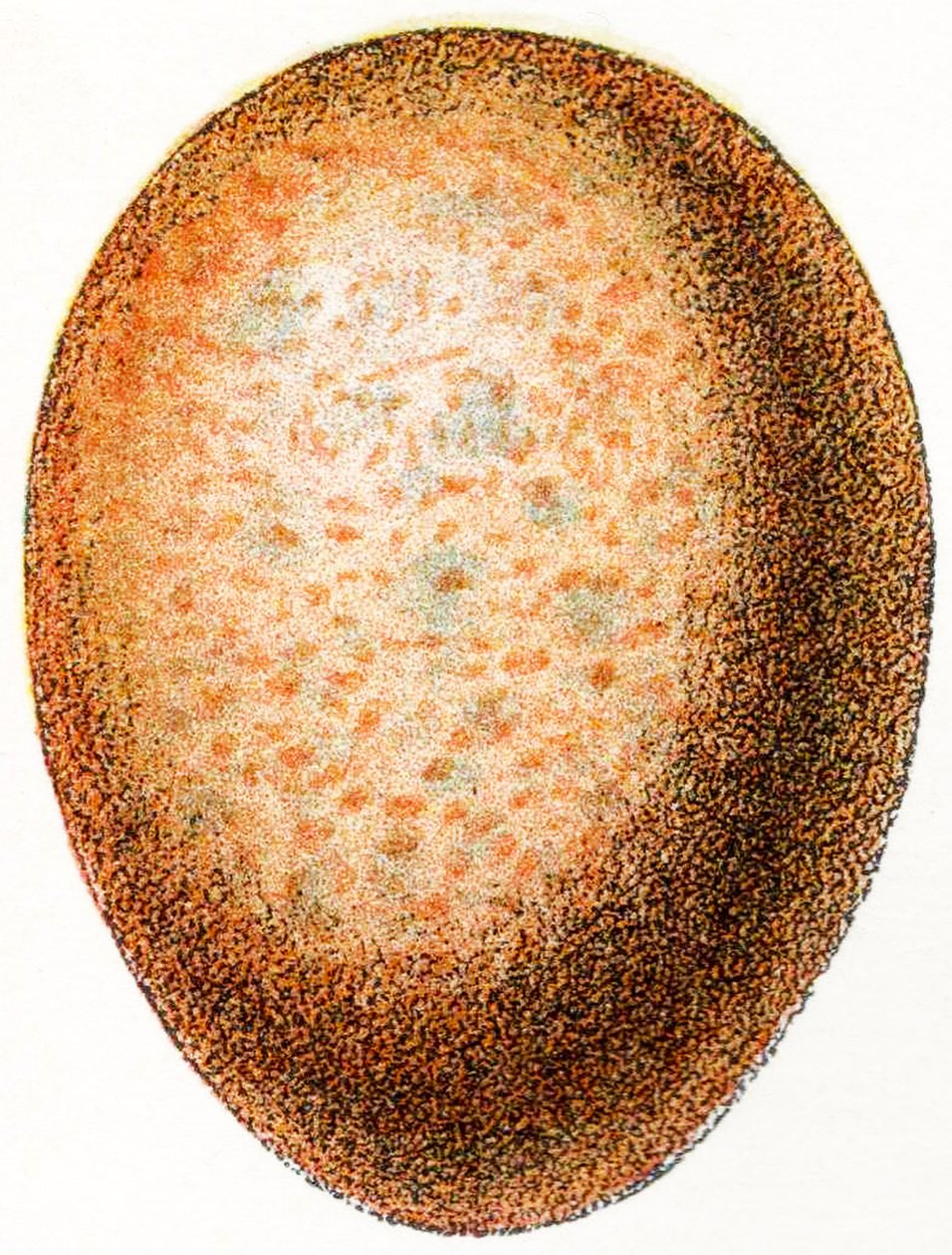 Ovo Falcon, 1923 de Adolphe Philippe Millot