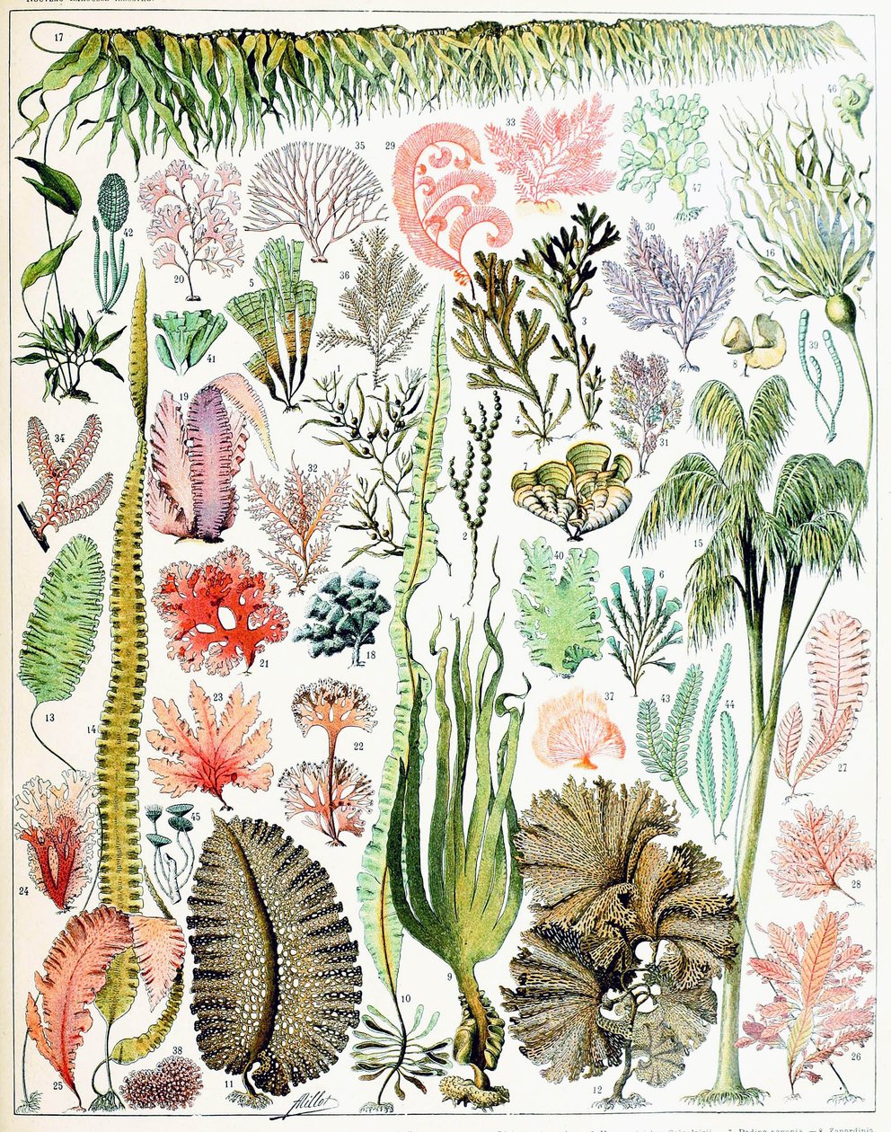 Ilustração de algas e algas marinhas c.1923 de Adolphe Philippe Millot