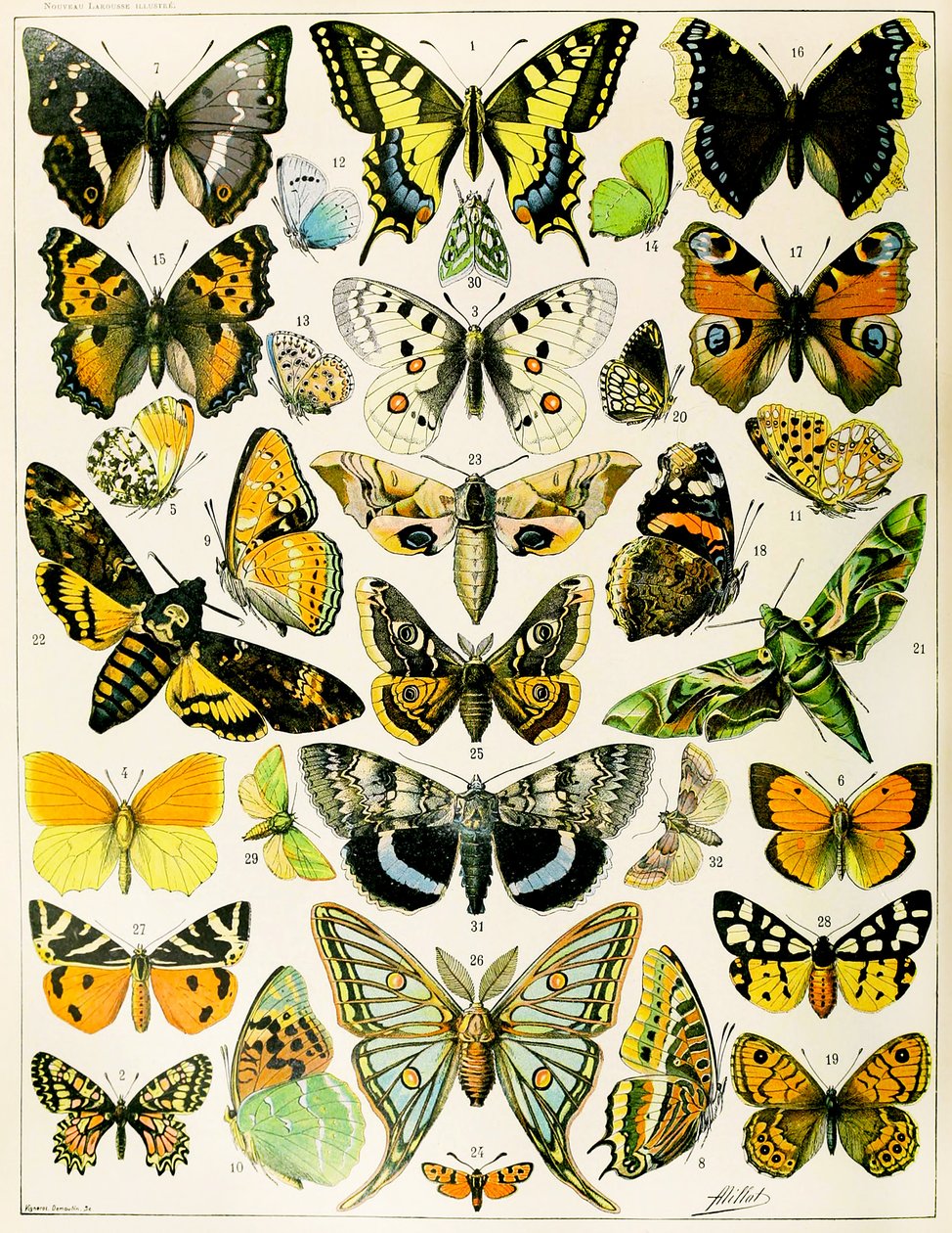 Ilustração de Borboletas e Traças c.1923 (litho) de Adolphe Philippe Millot